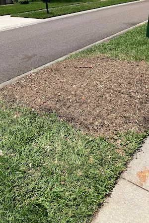 Stump Removal Results in Tampa