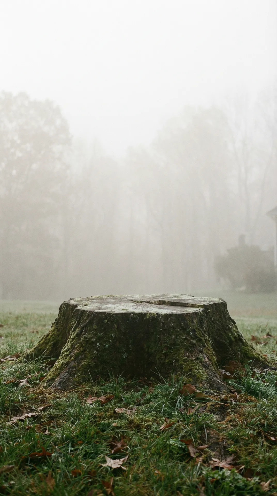 A large tree stump on a Tampa property